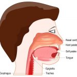 Bagaimanakah mekanisme kerja dari katup epiglotis